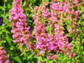 Salvia nemorosa 'Pink Friesland', siersalie