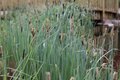 Carex acutiformis, Zegge