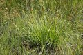 Carex flava, Zegge