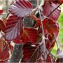 Fagus sylv. Atropunicea, 40-60 Blote wortel, Rode Beukenhaag