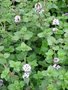 Mentha aquatica, munt