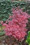 Acer palmatum 'Bloodgood' 60-80 10L, Japanse esdoorn