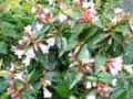 Abelia 'Edward Goucher', 50/60 10L