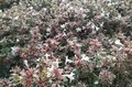 Abelia grandiflora 'Confetti', 25/30 pot