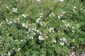 Abelia grandiflora 'Prostrata', 30-40cm 3L