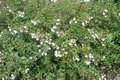 Abelia grandiflora 'Prostrata', 25/30 pot