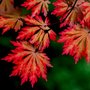 Acer japonicum 'Aconitifolium', 60-80 pot