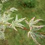 Acer palmatum 'Butterfly', 40-60