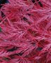 Acer palmatum 'Inaba-Shidare', 50-60 pot 10L