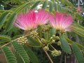 Albizia julibrissin 'Ombrella', 175/200 meerstammig, Perzische slaapboom