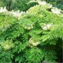 Aralia elata, 100/125 Kluit, duivelswandelstok, engelenboom