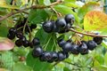 Aronia melanocarpa, 3L appelbes