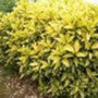 Aucuba japonica 'Crotonifolia', 60/80 10L, Broodboom