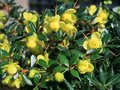 Berberis frikartii 'Amstelveen', 25/30