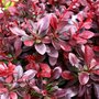 Berberis thunbergii 'Atropurpurea', 30/40, Japanse zuurbes