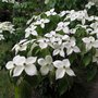 Cornus k. 'Teutonia', 125-150 45L meerstammig, Japanse grootbloemige kornoelje