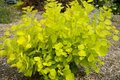 Cotinus cogg. 'Golden Spirit', 80-100 20L, Pruikenboom ®