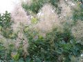 Cotinus cogg. 'Young Lady', 30-40 3L, Pruikenboom ®