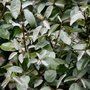 Elaeagnus ebbingei 'Compacta', 40-50  3L,Olijfwilg