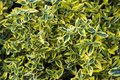 Euonymus 'Emerald 'n Gold', 1.5L Kardinaalshoed