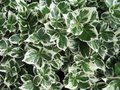 Euonymus 'Emerald Gaiety', 15-20 1L Kardinaalshoed