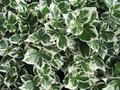 Euonymus 'Emerald Gaiety', 20-25 1.5L Kardinaalshoed