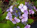 Hydrangea macro. 'Mariesii Perfecta', 7.5L