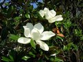 Magnolia grand. 'Galissonière', 125-150 43L, beverboom