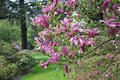 Magnolia 'Susan', 150-175 90L Beverboom