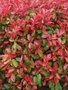 Photinia fras. 'Carré Rouge', 25-30 3L, Glansmispel