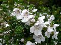 Prostanthera cuneata, 20-25 1.5L, Muntstruik