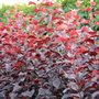 Prunus cerasifera 'Nigra', 60-80 5L Sierkers