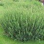 Salix purp. 'Nana', 30-40 3L, Bittere wilg