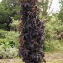 Sambucus nigra 'Black Tower' , ® 60-80 7.5L Vlier (= Eiffel01)