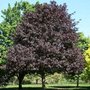 Acer plat. 'Royal Red', 8/10 Blote wortel, Esdoorn