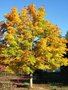 Acer plat. 'Emerald Queen', 8/10 Blote wortel Esdoorn