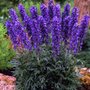 Aconitum arendsii, Monnikskap