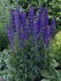 Aconitum henryi 'Spark', Monnikskap