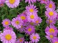 Aster alpinus 'Happy End', Aster