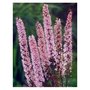 Actaea simplex 'Pink Spike', Zilverkaars