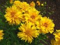 Coreopsis grandiflora 'Sunray', meisjesogen