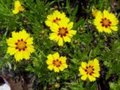 Coreopsis lanceolata 'Sterntaler', meisjesogen