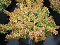Abelia grandiflora 'Kaleidoscope', 25-30 3L, Abelia ®