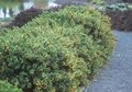 Berberis buxifolia 'Nana', 20-30 3L, Japanse zuurbes
