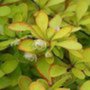 Berberis thunbergii 'Maria', 25-30 Japanse zuurbes ®