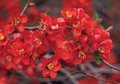 Chaenomeles sup. 'Crimson & Gold', 25-30 3L,Dwergkwee