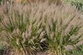 Calamagrostis brachytricha, Struisriet