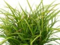 Carex foliossima 'Irish Green', Zegge