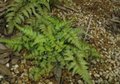 Athyrium niponicum var. Pictum, Wijfjesvaren