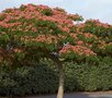 Albizia jul. 'Ombrella', 8/10 25L pot, Slaapboom ® (= Bourbri)